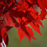 RED MAPLE TREE