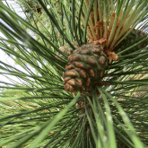 RED PINE