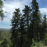 RED SPRUCE