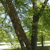 RIVER BIRCH