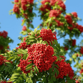 ROWAN TREE
