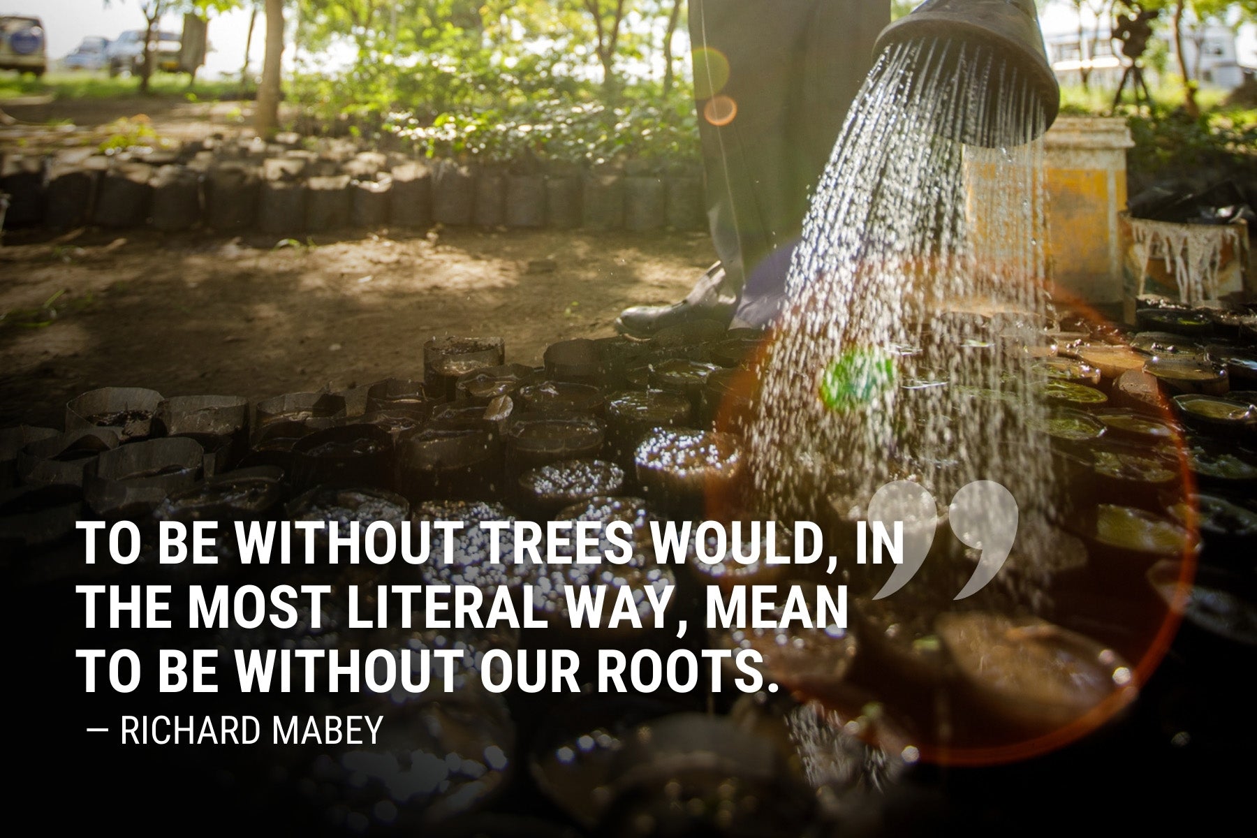 Inspirational Quotes About Trees - One Tree Planted