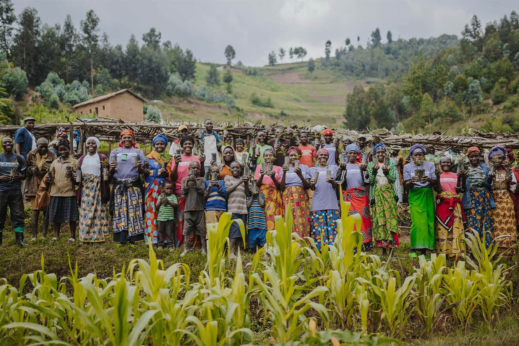 Plant Trees for Impact