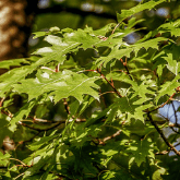 SCARLET OAK