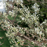 SHADBUSH TREE