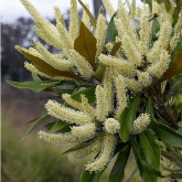 SILKY OAK