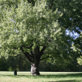SILVER MAPLE