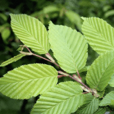 SLIPPERY ELM