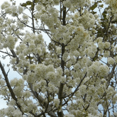 SOUTH AFRICAN WILD PEAR