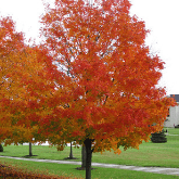 SUGAR MAPLE