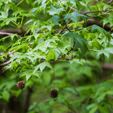 SWEETGUM