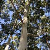 SYDNEY BLUE GUM