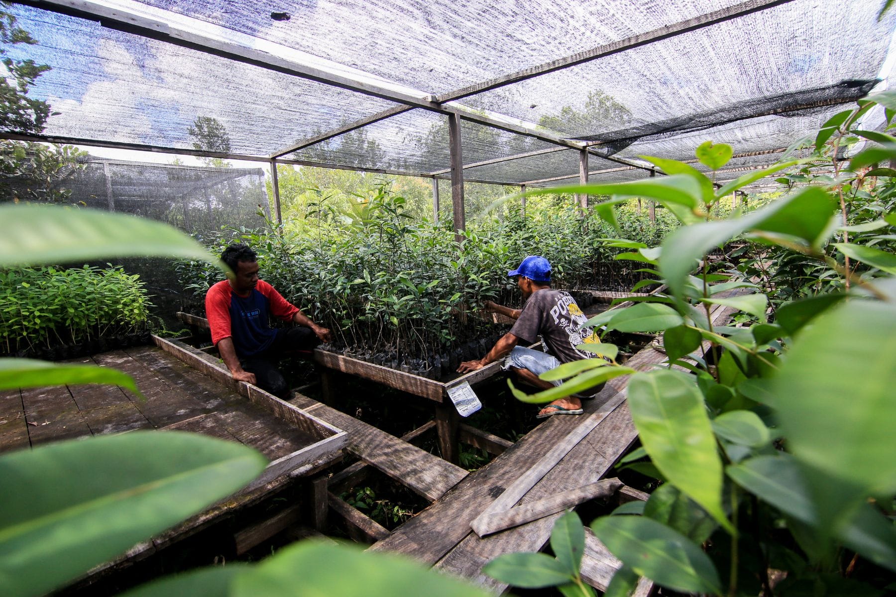 Two people working in a greenhouse with tree saplings and wooden structures.