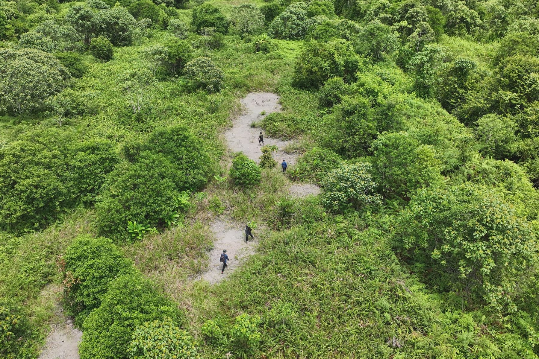 People conducting field survey at Sebangau Peatland 
