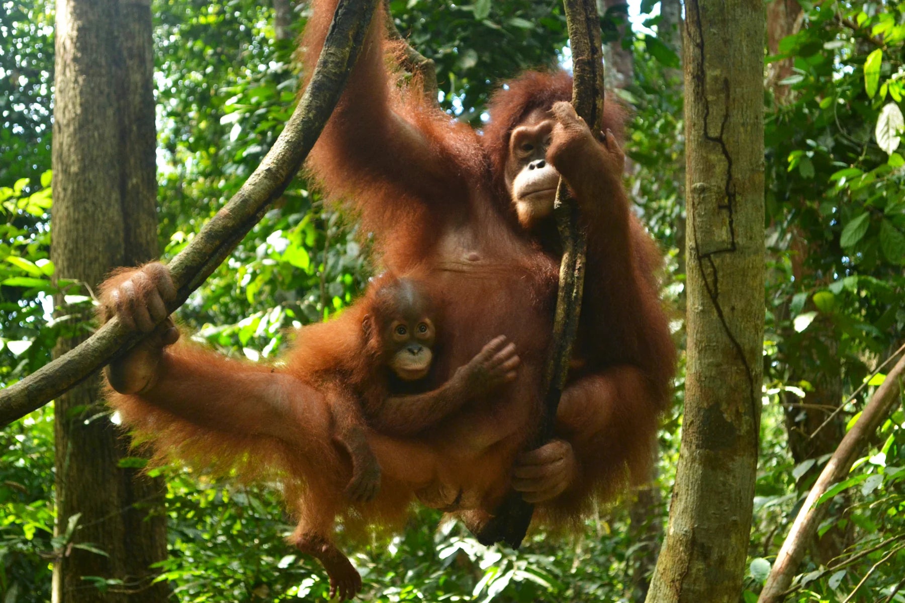 Sam and Sula mom and baby orangutan