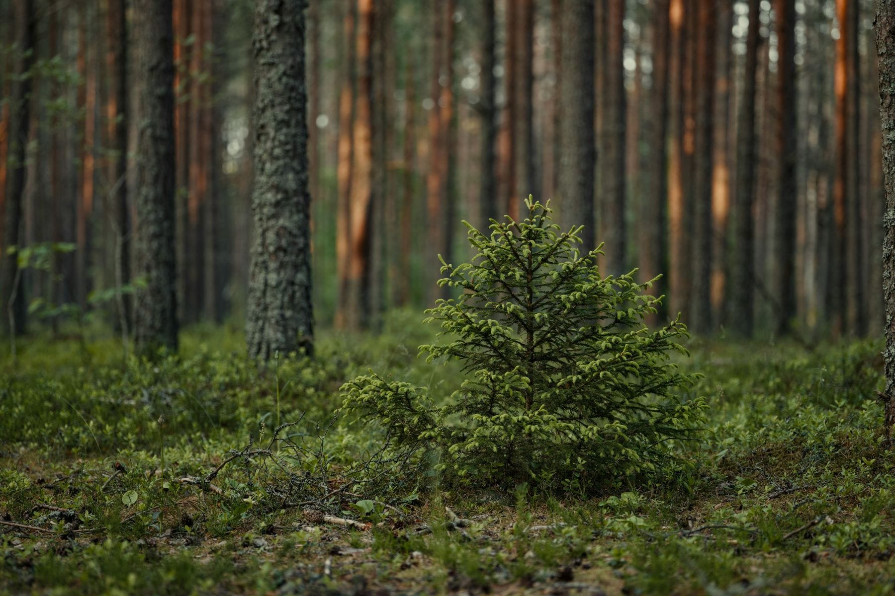 Small tree growing in a forest with tall trees in the background