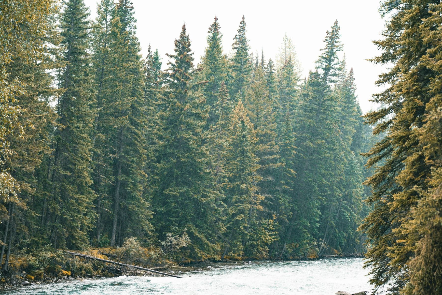 River flowing through a dense forest with tall green trees.