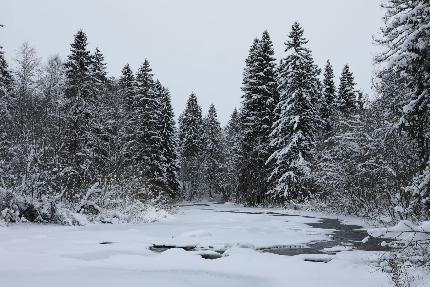 Snowy forest with a frozen stream