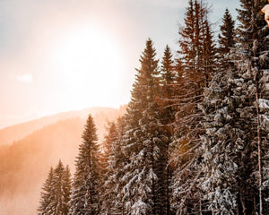 Snowy trees in the winter