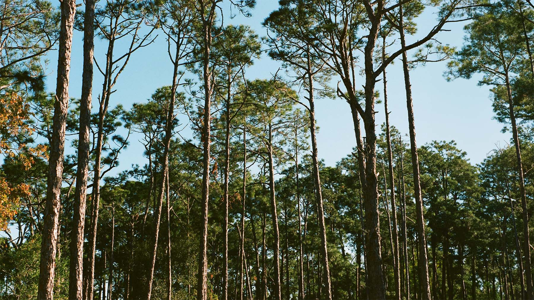 Long pine trees