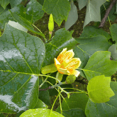 TULIP TREE