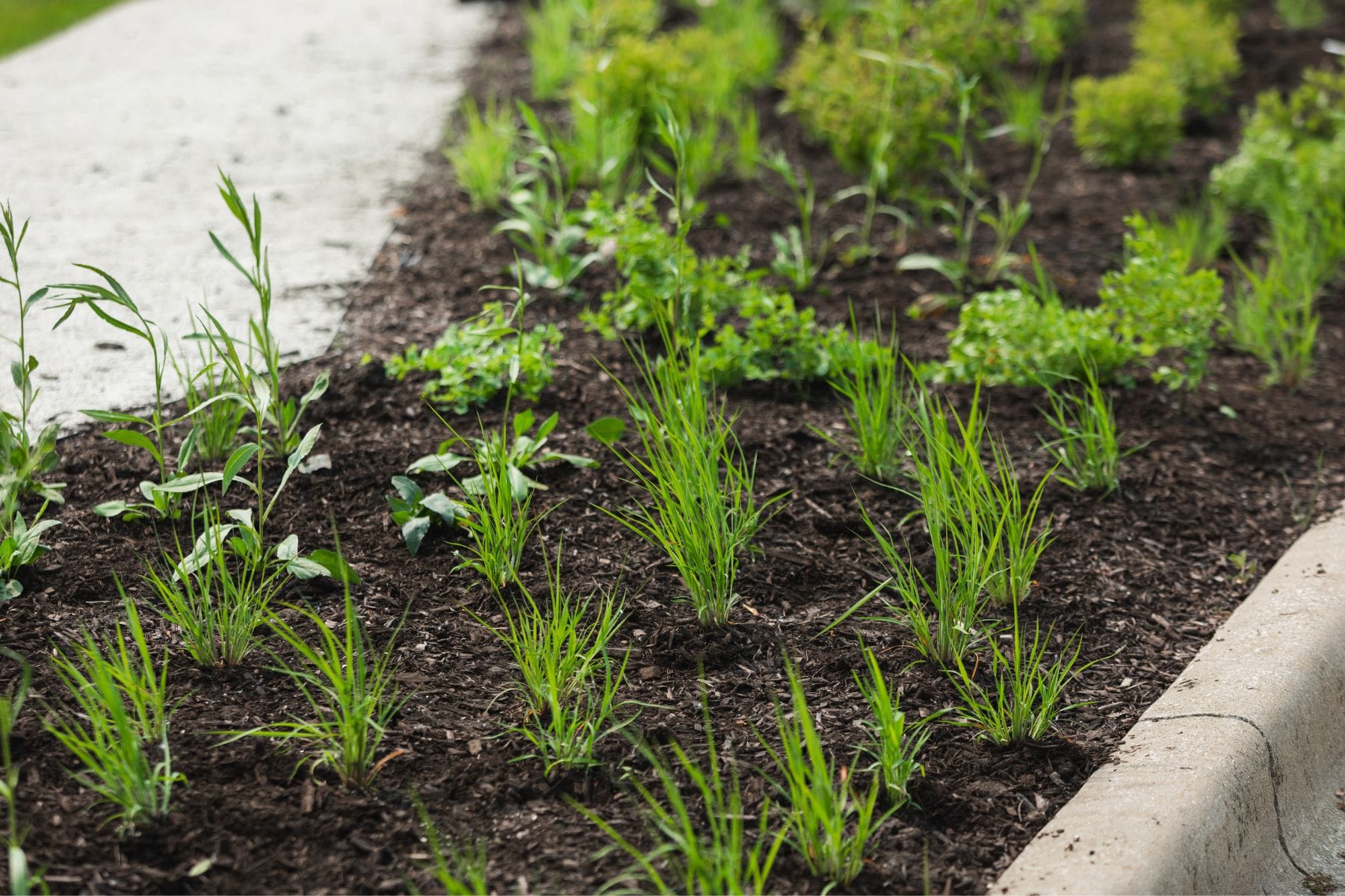 Young trees growing in a garden bed next to a sidewalk