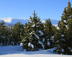 Trees with snow atop in the winter