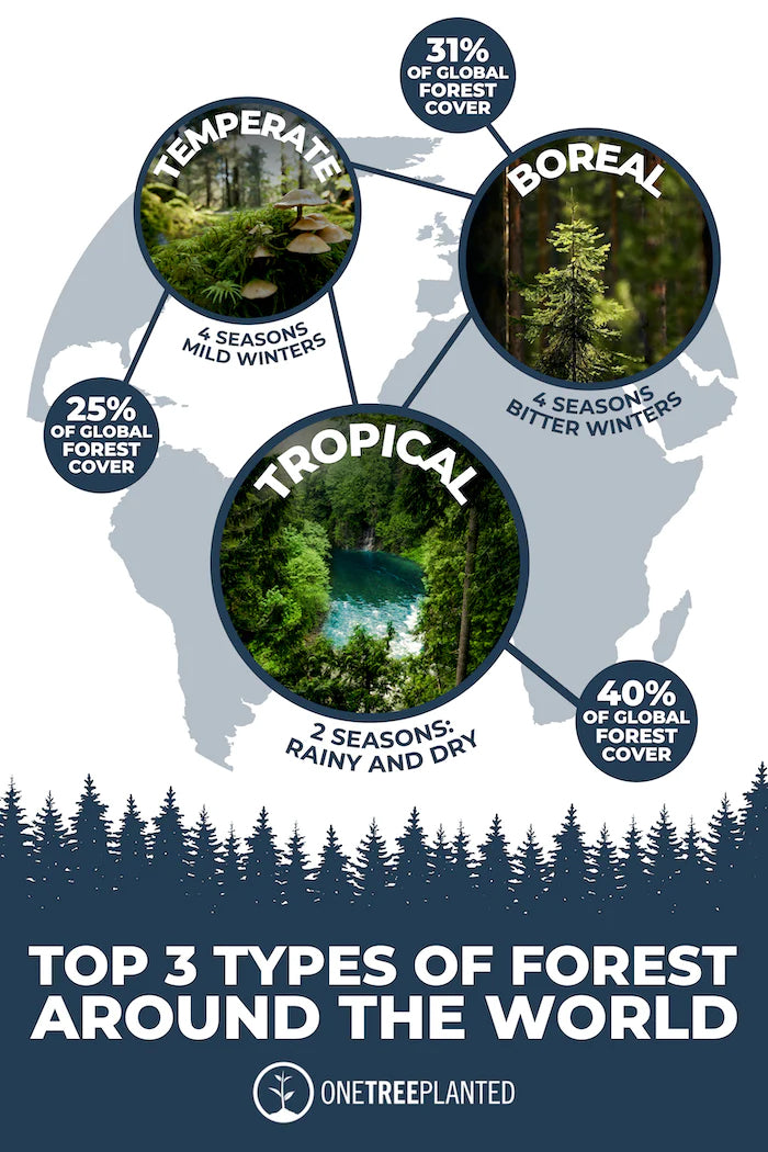 types of forests graphic