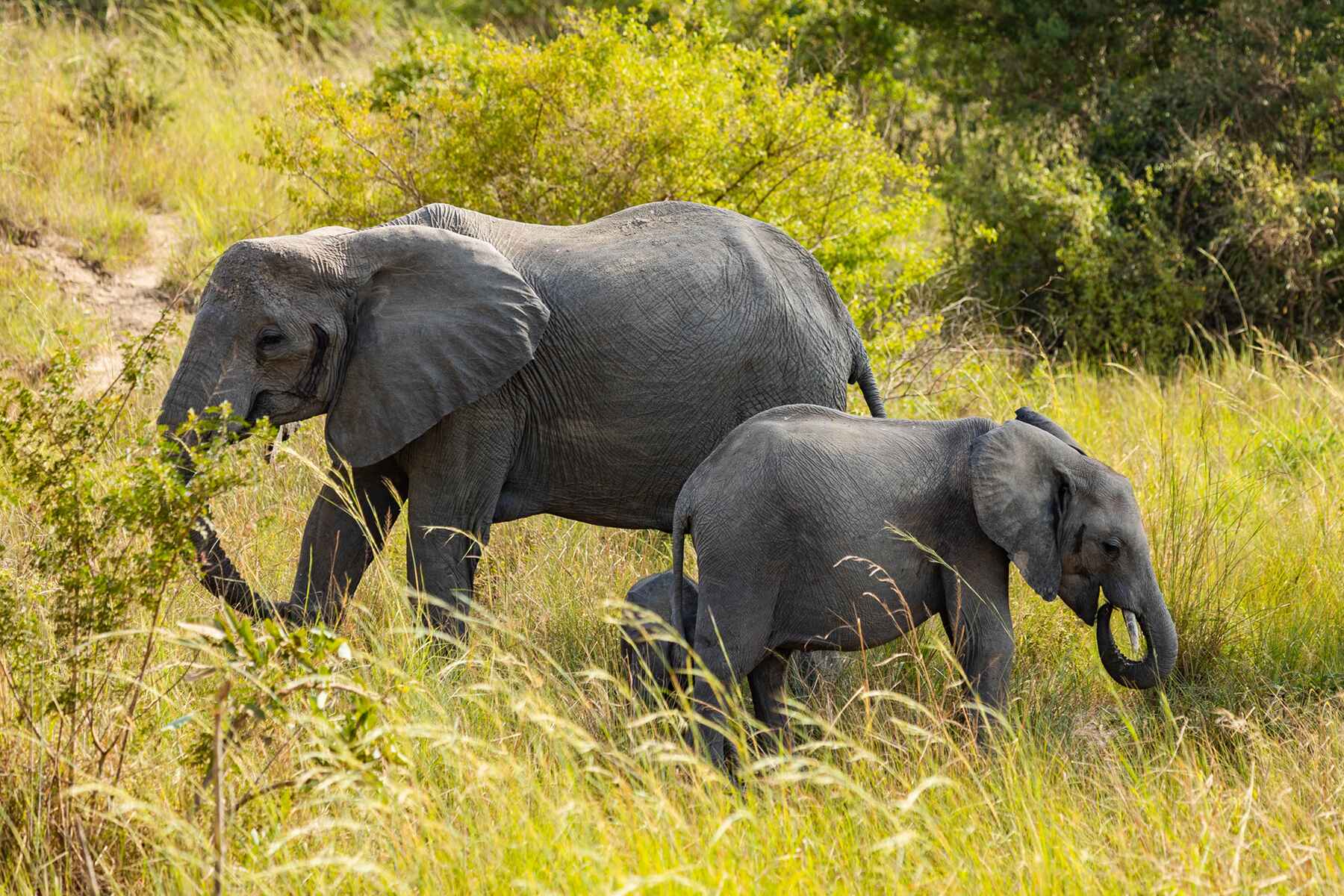 Plant Trees for Impact