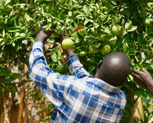 Picking fruit from a fruit tree in Africa