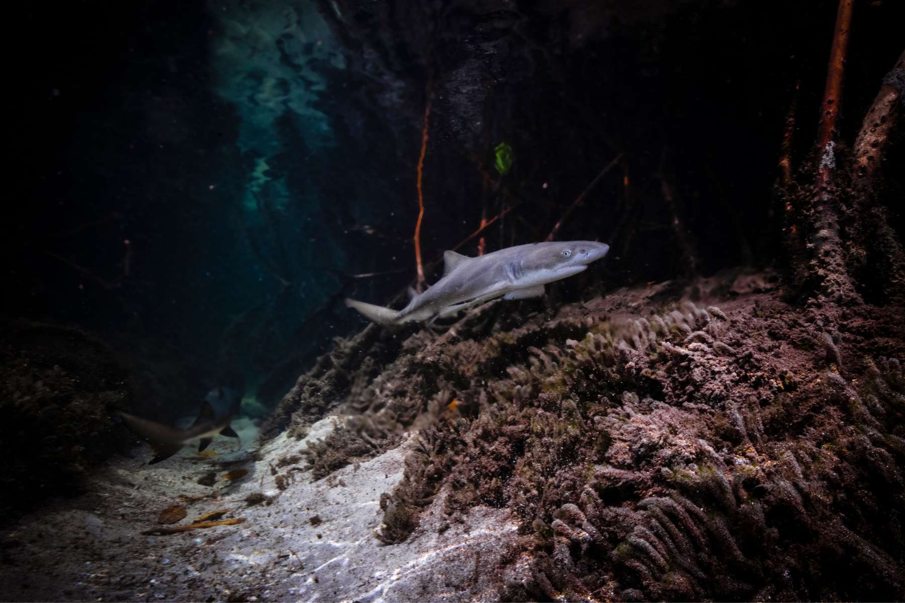 Underwater image of baby lemon shark swimming in mangrove forest.