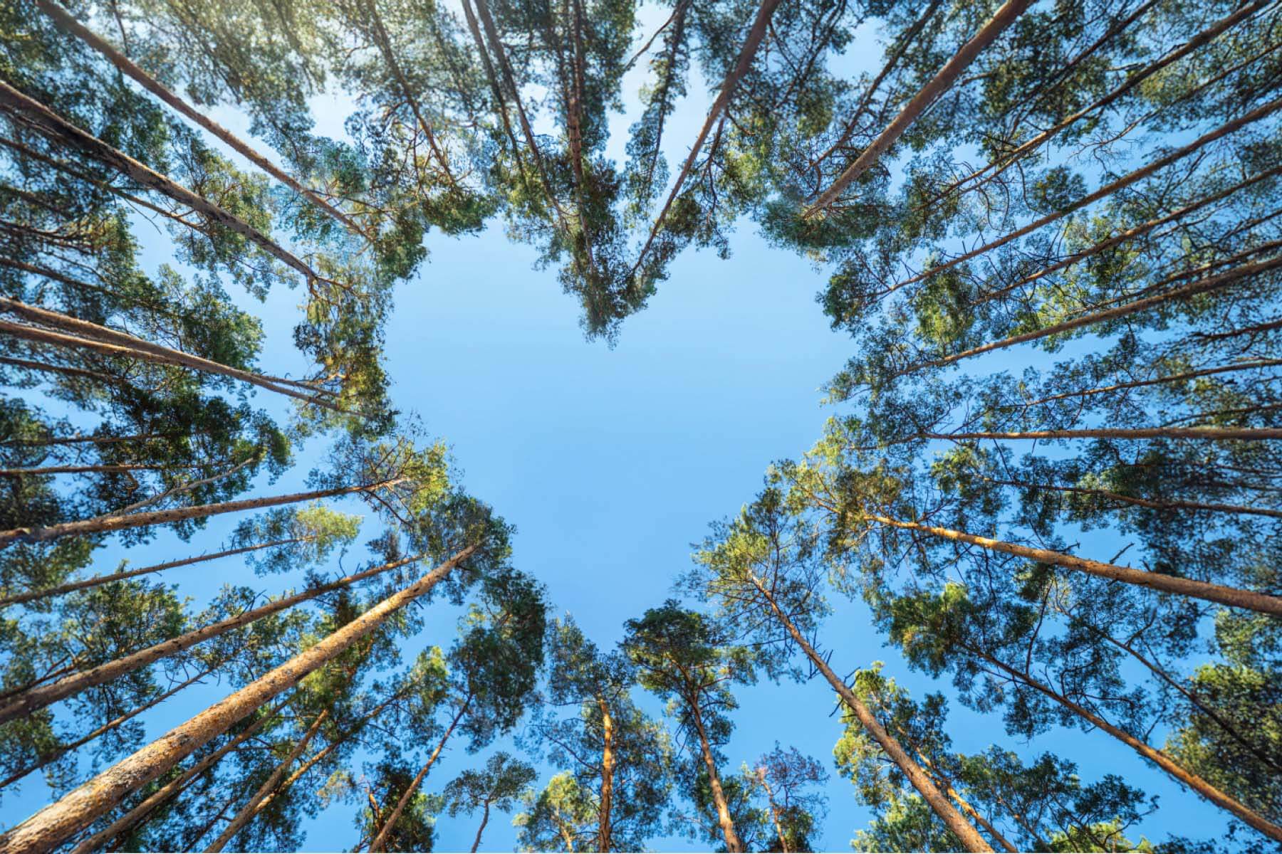 Valentine's day - trees worms eye view