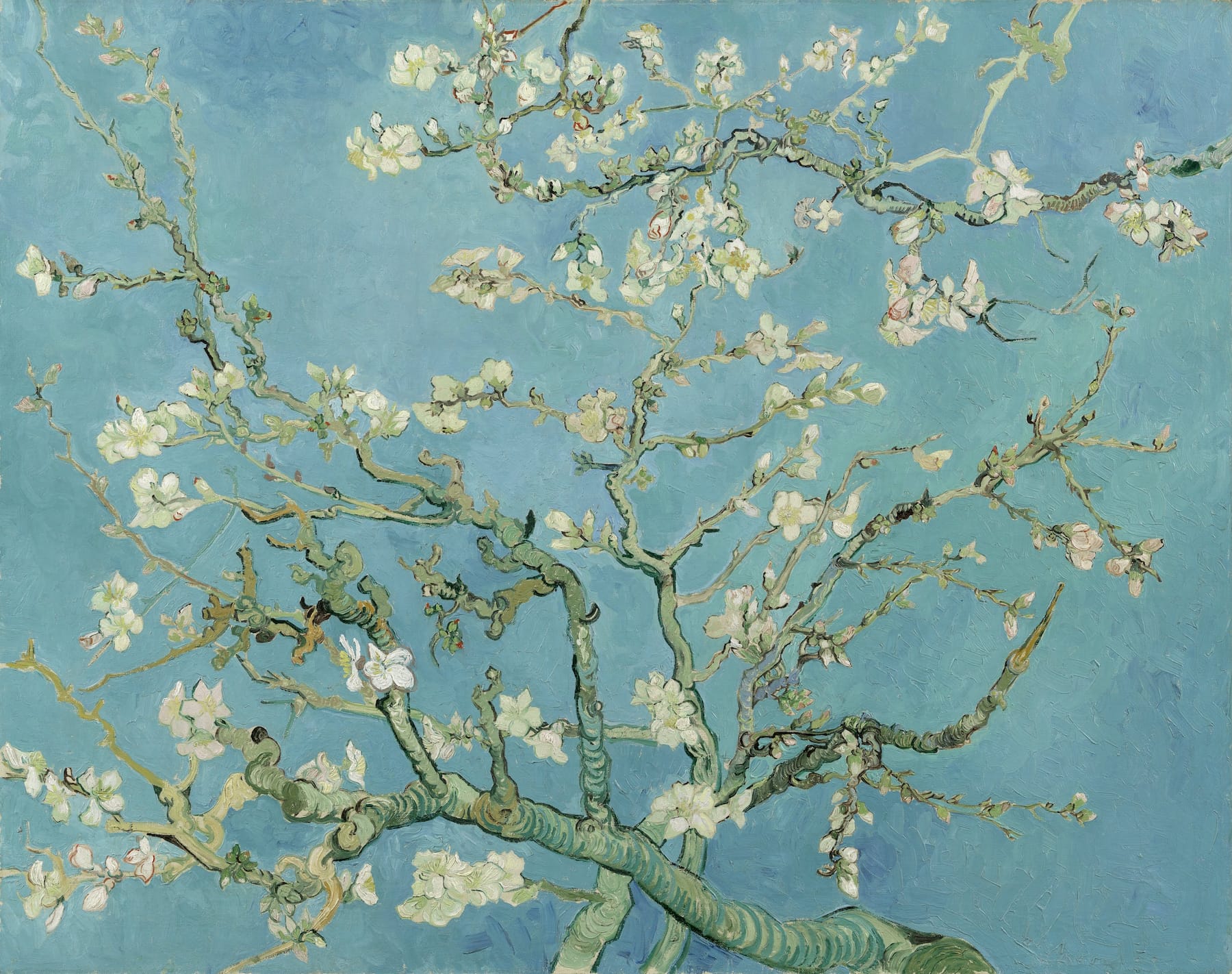 Famous painting of almond branches with flowers against a light blue background