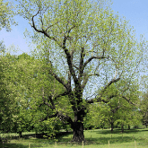 WALNUT TREE