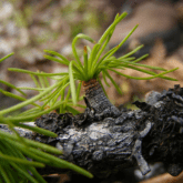 WESTERN LARCH