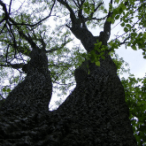 WHITE ASH