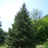 WHITE FIR