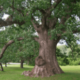 WHITE OAK