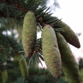 WHITE SPRUCE