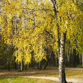 YELLOW BIRCH