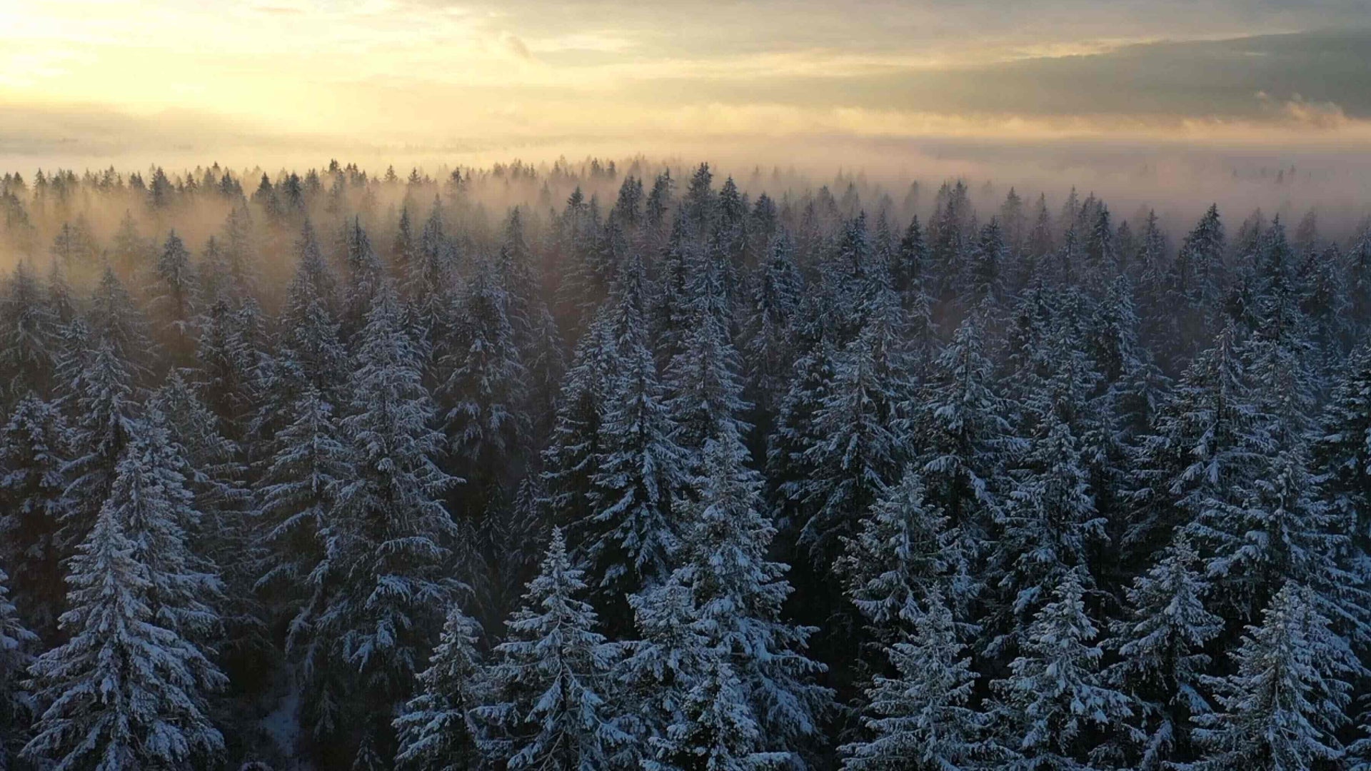 Video background fallback