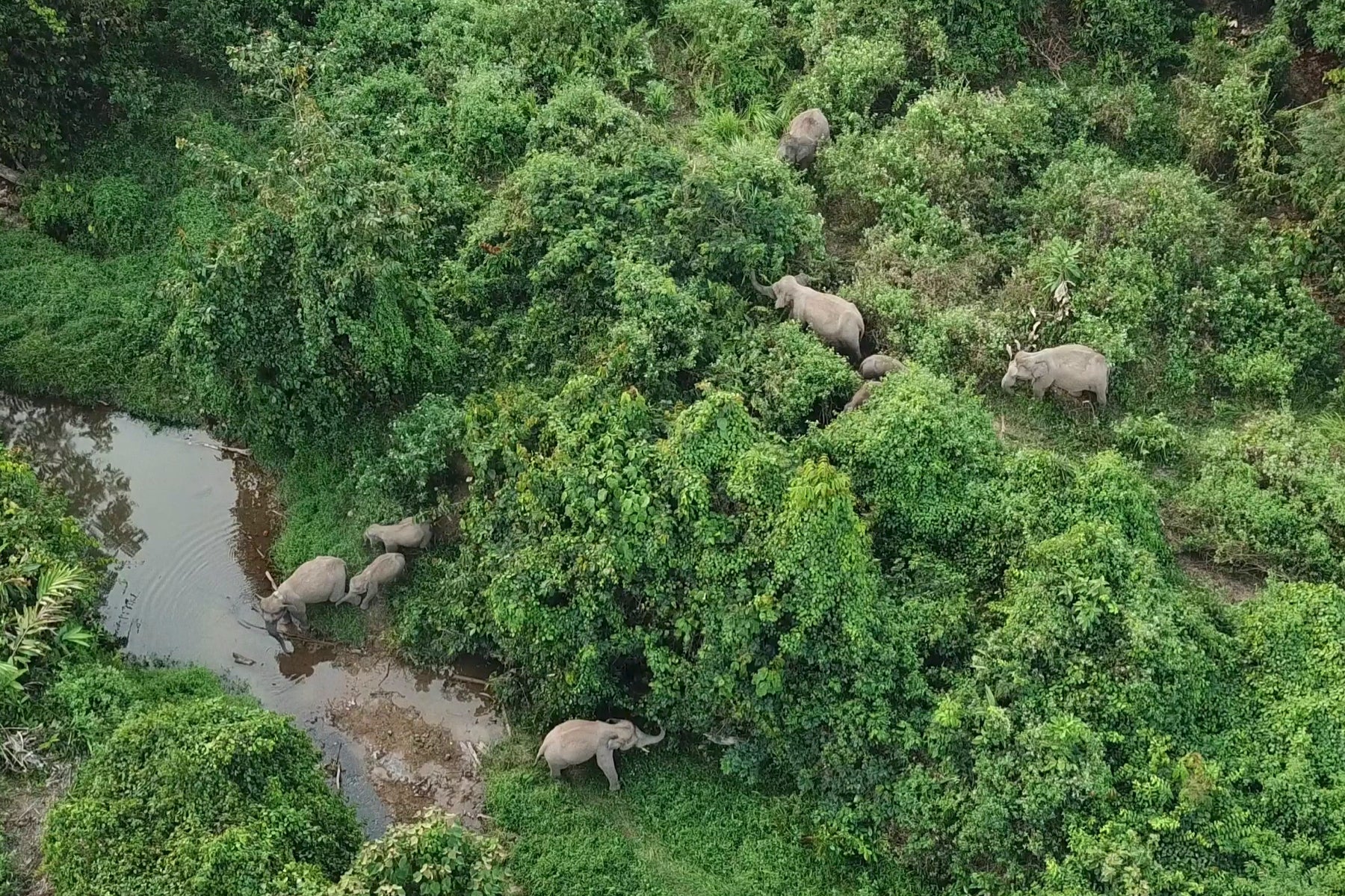 aerial shot elephants drinking from river in forest