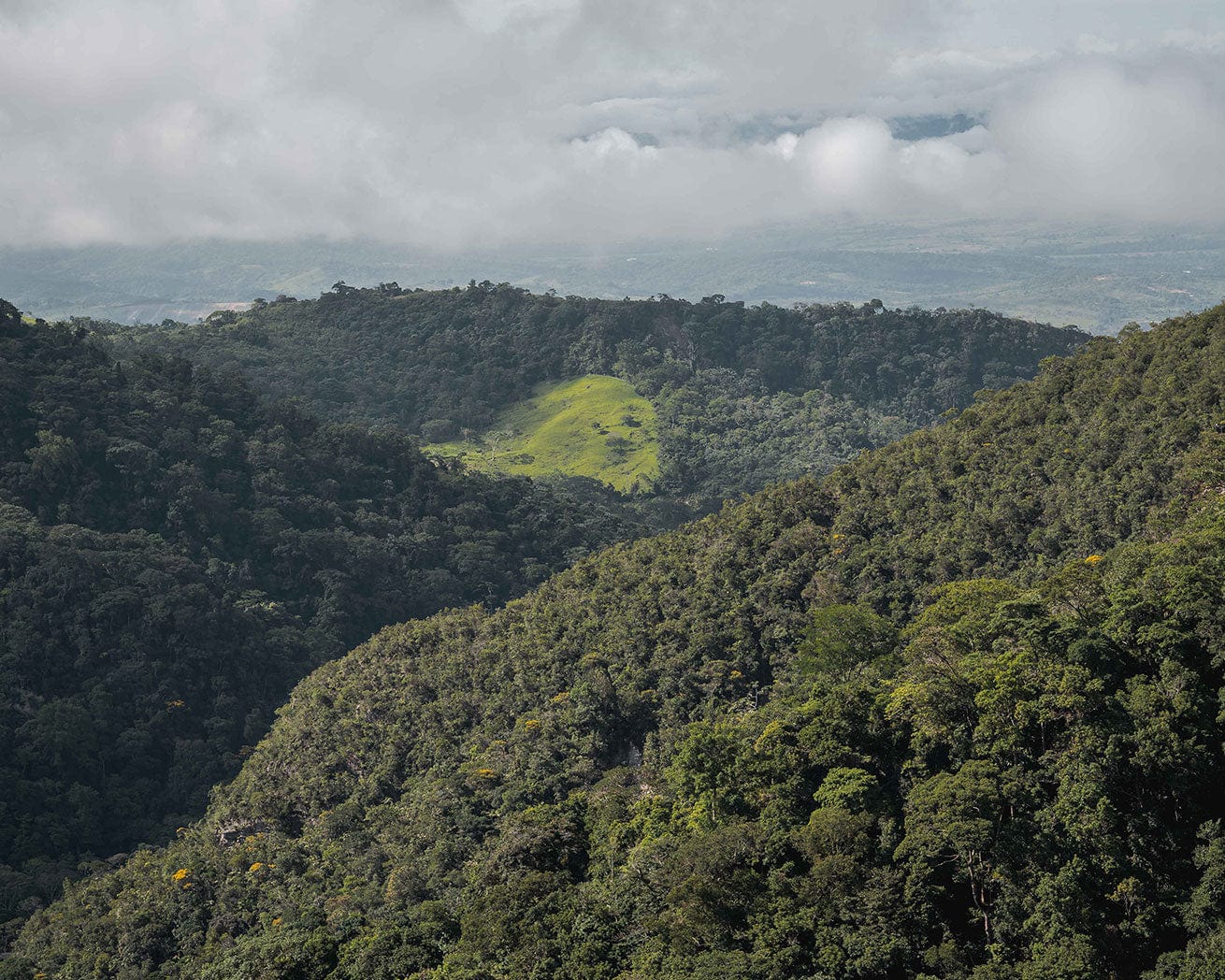 Aerial view of forest