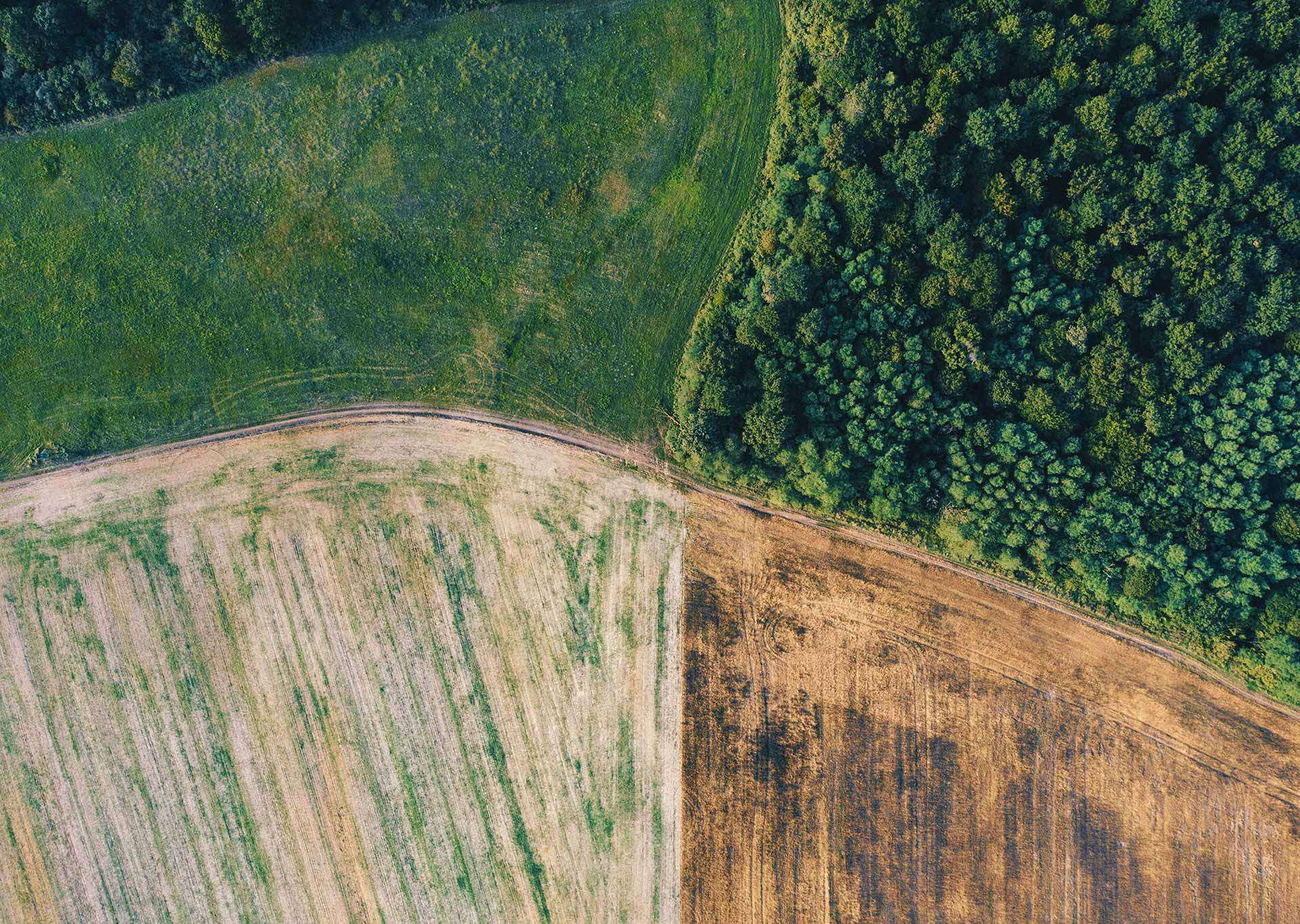 Aerial view of a field and a forest