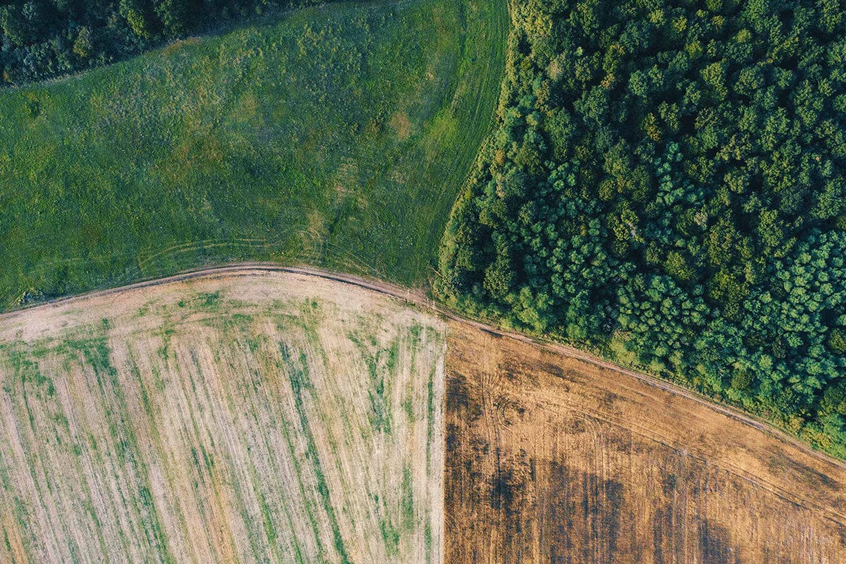 Plant Trees for Impact