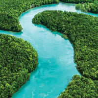 Aerial view of river surrounded by trees