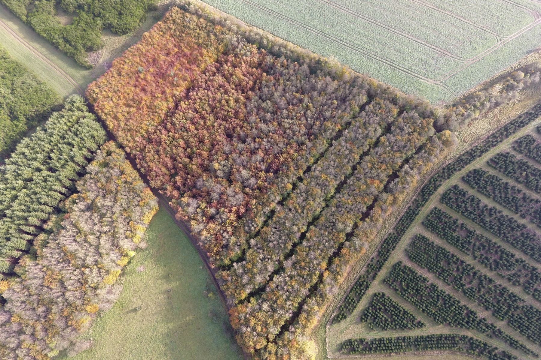 Aerial view of a large rectangular patch of autumn-colored trees with rows of green crops and forested land around it.
