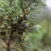 African Juniper
