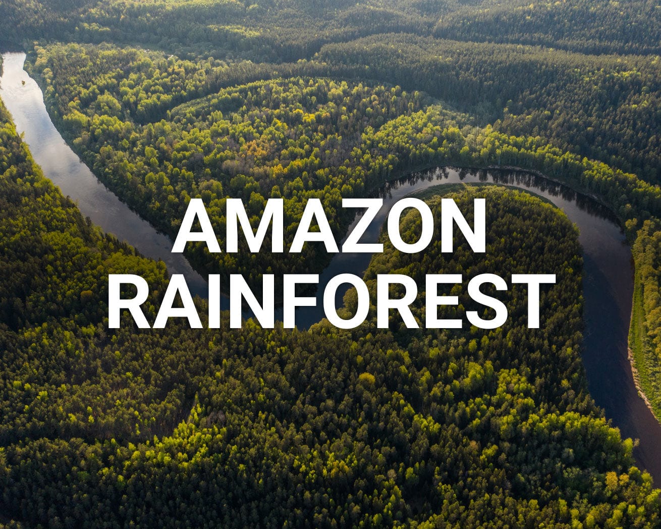 Amazon Rainforest main