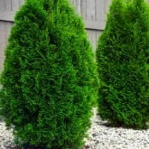 AMERICAN ARBORVITAE